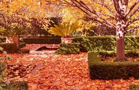 Front garden in winter