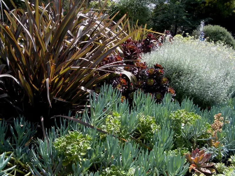 Dry Tolerant