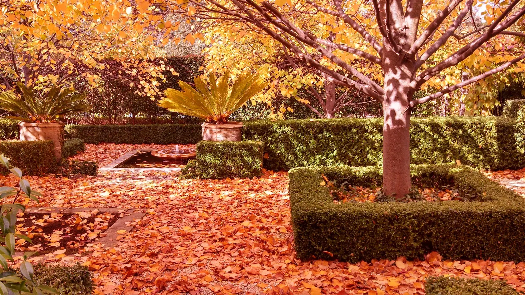 Front garden in winter